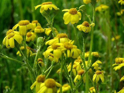 Frühlings-Greiskraut (Senecio vernalis) bei Hockenheim