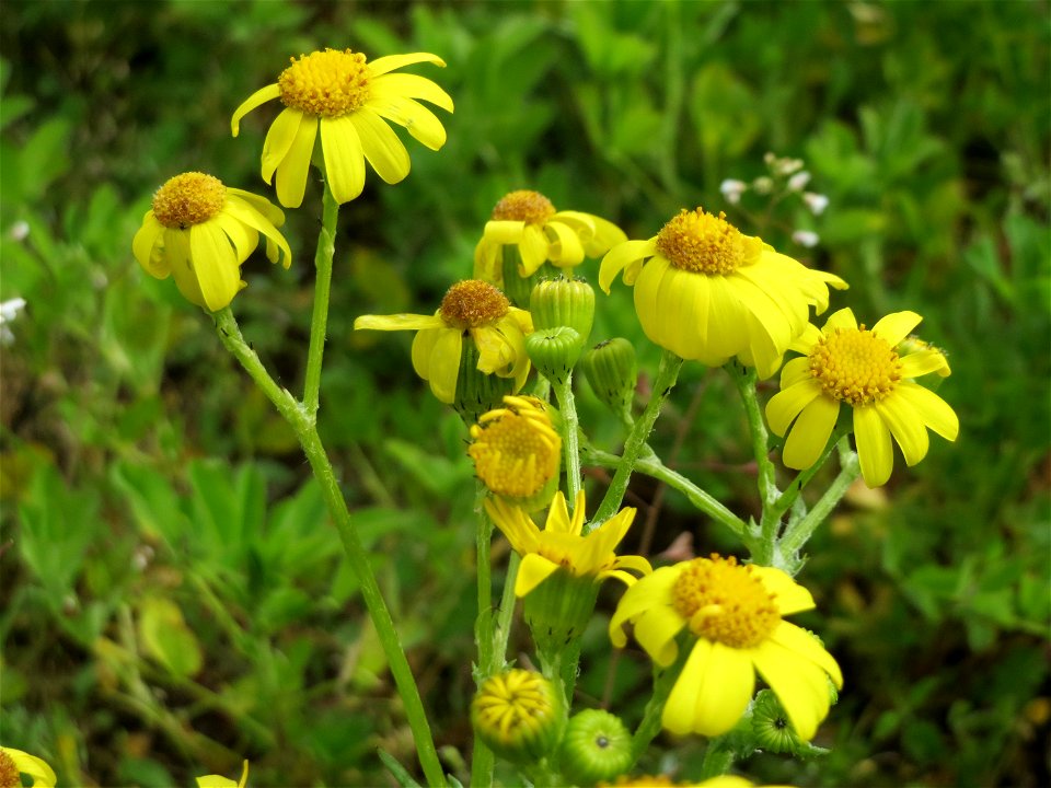 Frühlings-Greiskraut (Senecio vernalis) bei Hockenheim