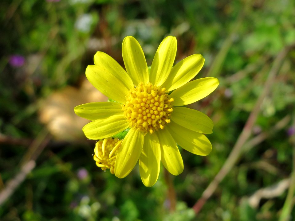 Frühlings-Greiskraut (Senecio vernalis) in Hockenheim