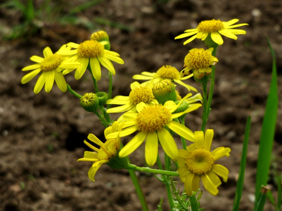 Frühlings-Greiskraut (Senecio vernalis) im Naturschutzgebiet Bachwiesen/Leopoldswiesen im Hockenheimer Rheinbogen