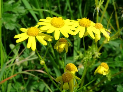 Frühlings-Greiskraut (Senecio vernalis) im Landschaftsschutzgebiet Hockenheimer Rheinbogen - invasiv nahe der A61
