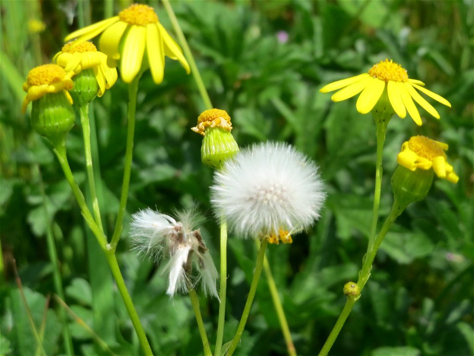 Frühlings-Greiskraut (Senecio vernalis) im Landschaftsschutzgebiet Hockenheimer Rheinbogen - invasiv nahe der A61