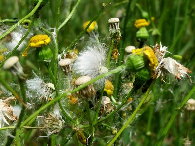 Frühlings-Greiskraut (Senecio vernalis) im Landschaftsschutzgebiet Hockenheimer Rheinbogen - invasiv nahe der A61