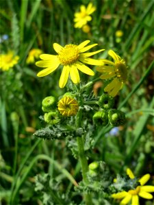 Frühlings-Greiskraut (Senecio vernalis) in Hockenheim