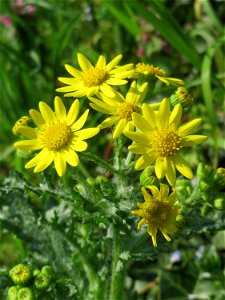 Frühlings-Greiskraut (Senecio vernalis) in Hockenheim