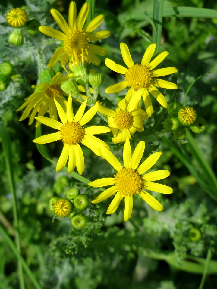Frühlings-Greiskraut (Senecio vernalis) in Hockenheim