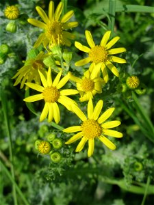 Frühlings-Greiskraut (Senecio vernalis) in Hockenheim