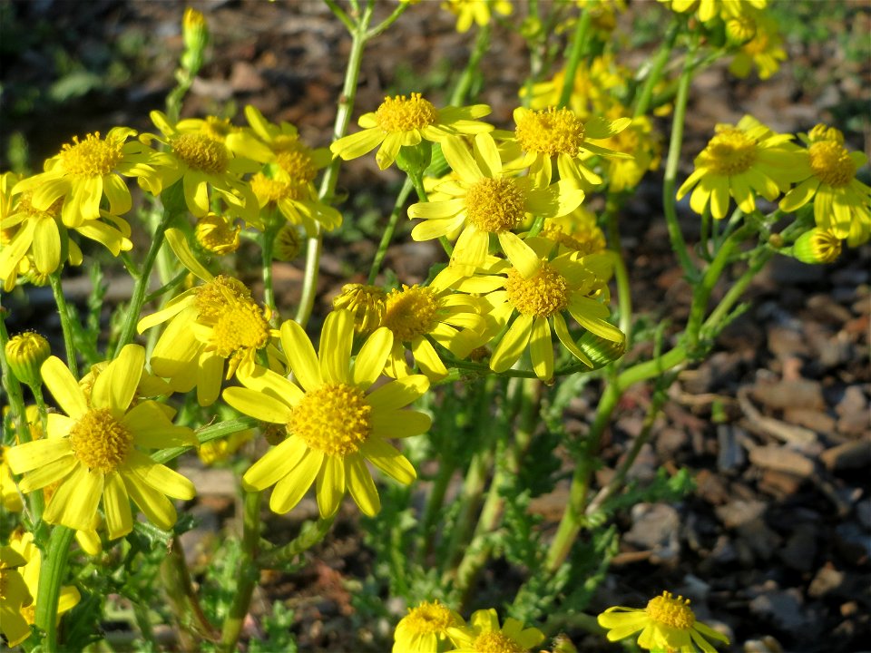 Frühlings-Greiskraut (Senecio vernalis) in Hockenheim
