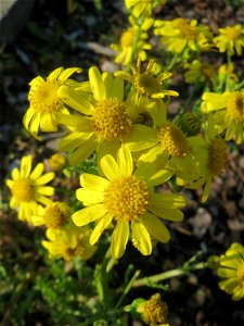 Frühlings-Greiskraut (Senecio vernalis) in Hockenheim