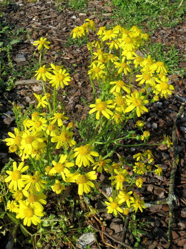 Frühlings-Greiskraut (Senecio vernalis) in Hockenheim