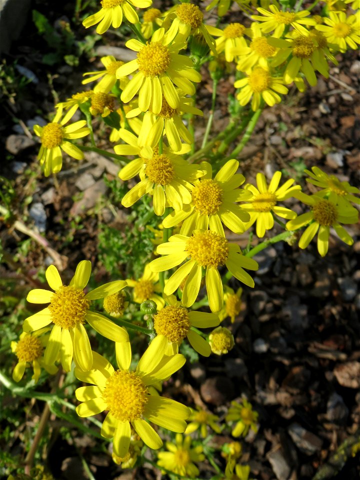 Frühlings-Greiskraut (Senecio vernalis) in Hockenheim