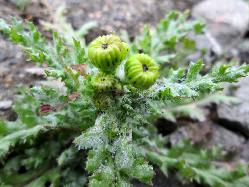 Erstes Frühlings-Greiskraut (Senecio vernalis) am Bahnhof Landstuhl