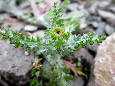 Erstes Frühlings-Greiskraut (Senecio vernalis) am Bahnhof Landstuhl - eingeschleppt aus Osteuropa/ Westasien