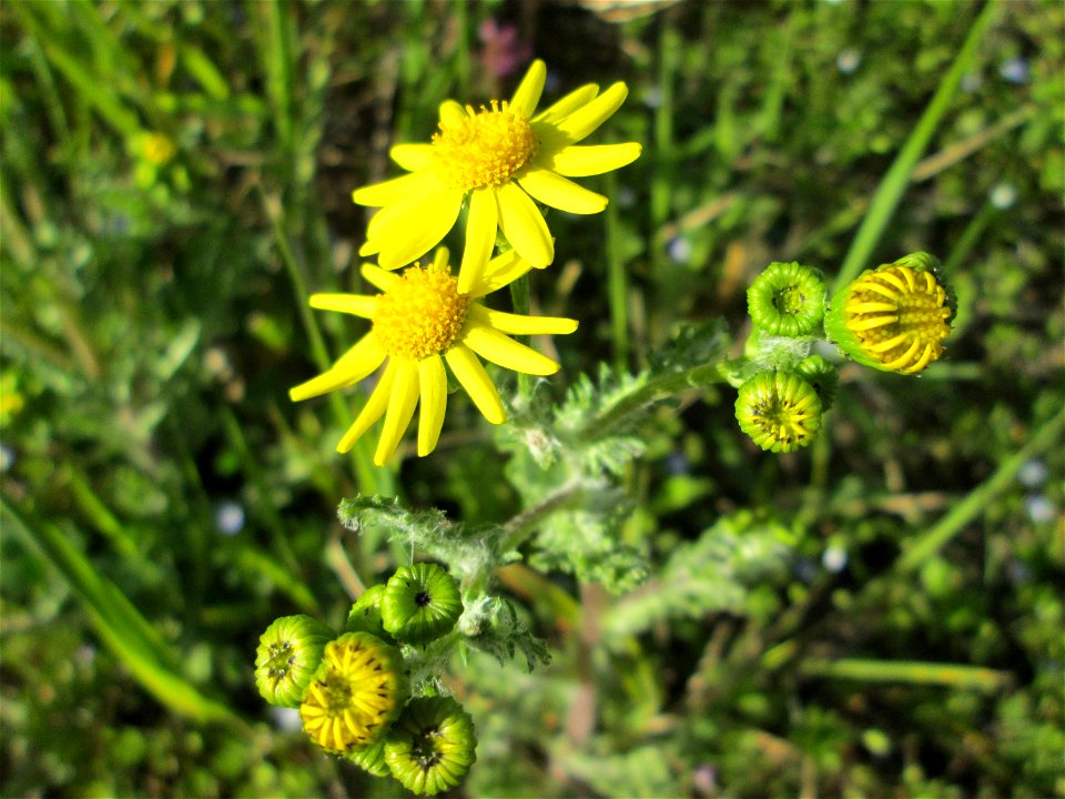 Frühlings-Greiskraut (Senecio vernalis) am Straßenrand in Hockenheim