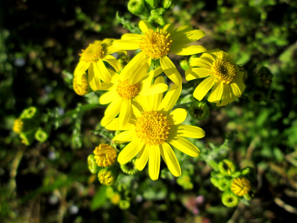 Frühlings-Greiskraut (Senecio vernalis) am Straßenrand in Hockenheim
