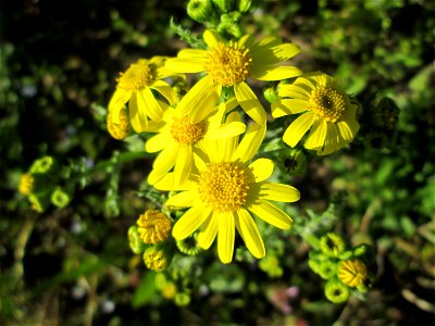 Frühlings-Greiskraut (Senecio vernalis) am Straßenrand in Hockenheim