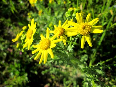 Frühlings-Greiskraut (Senecio vernalis) am Straßenrand in Hockenheim - ursprünglich aus Süd-Ost-Europa und West-Asien