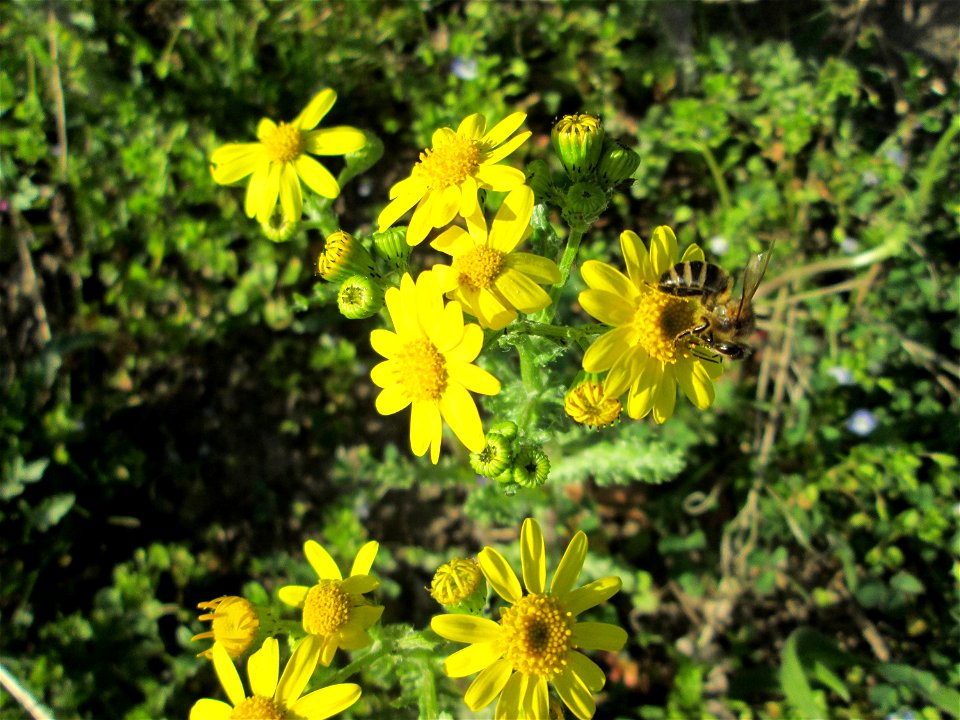 Frühlings-Greiskraut (Senecio vernalis) am Straßenrand in Hockenheim - ursprünglich aus Süd-Ost-Europa und West-Asien