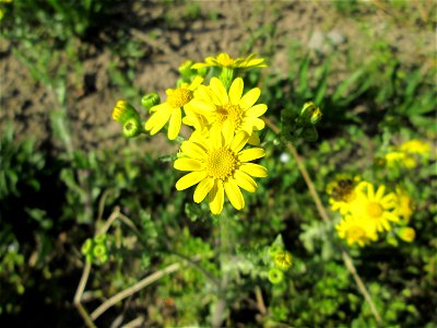 Frühlings-Greiskraut (Senecio vernalis) am Straßenrand in Hockenheim - ursprünglich aus Süd-Ost-Europa und West-Asien