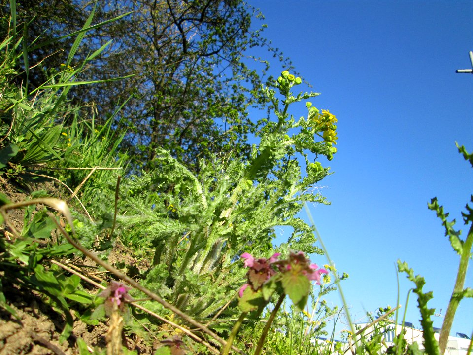 Frühlings-Greiskraut (Senecio vernalis) am Straßenrand in Hockenheim - ursprünglich aus Süd-Ost-Europa und West-Asien