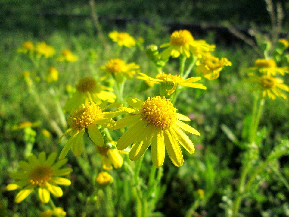 Frühlings-Greiskraut (Senecio vernalis) auf einer Parkplatz-Wiese in Hockenheim