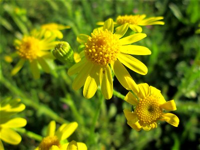 Frühlings-Greiskraut (Senecio vernalis) auf einer Parkplatz-Wiese in Hockenheim