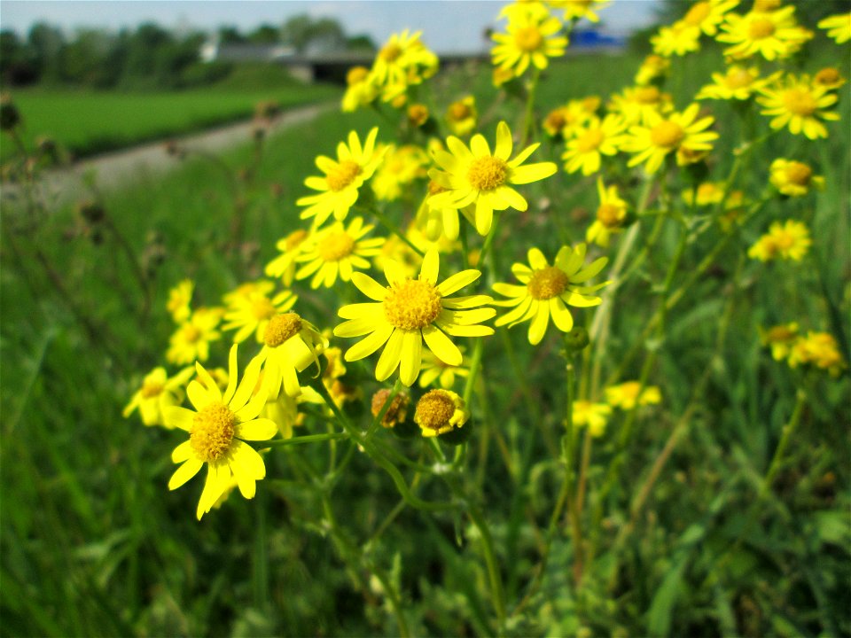 Frühlings-Greiskraut (Senecio vernalis) am Kraichbachdamm im Landschaftsschutzgebiet „Hockenheimer Rheinbogen“