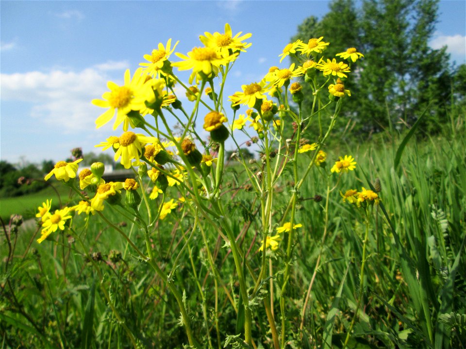Frühlings-Greiskraut (Senecio vernalis) am Kraichbachdamm im Landschaftsschutzgebiet „Hockenheimer Rheinbogen“