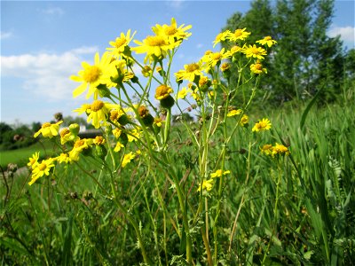 Frühlings-Greiskraut (Senecio vernalis) am Kraichbachdamm im Landschaftsschutzgebiet „Hockenheimer Rheinbogen“