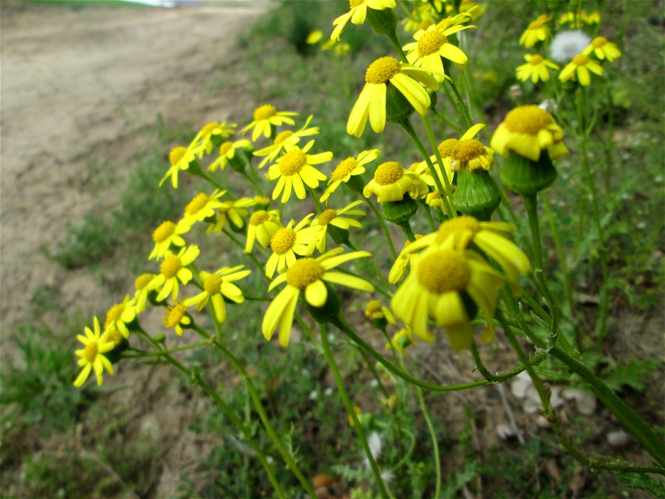 Frühlings-Greiskraut (Senecio vernalis) am Dreieichenbuckel im Naturschutzgebiet „Oftersheimer Dünen“