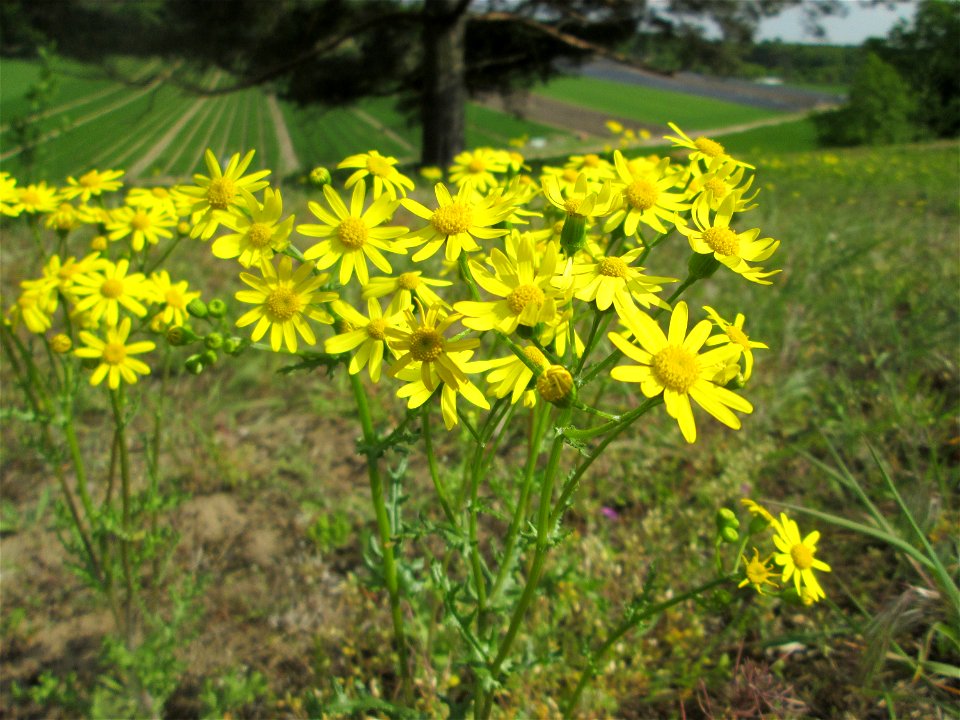 Frühlings-Greiskraut (Senecio vernalis) an der Friedenshöhe im Naturschutzgebiet „Oftersheimer Dünen“