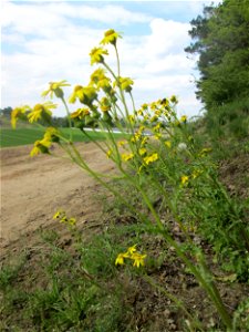 Frühlings-Greiskraut (Senecio vernalis) am Dreieichenbuckel im Naturschutzgebiet „Oftersheimer Dünen“