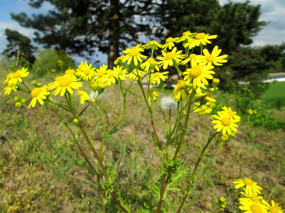 Frühlings-Greiskraut (Senecio vernalis) an der Friedenshöhe im Naturschutzgebiet „Oftersheimer Dünen“