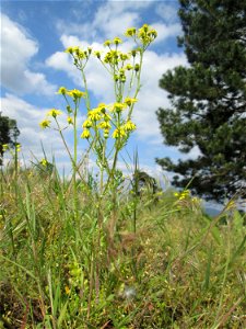Frühlings-Greiskraut (Senecio vernalis) an der Friedenshöhe im Naturschutzgebiet „Oftersheimer Dünen“
