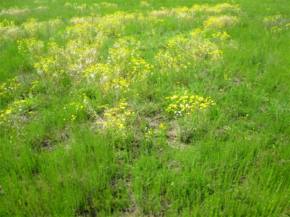 Frühlings-Greiskraut (Senecio vernalis) auf einer Ausgleichsfläche in den Horststückern im Landschaftsschutzgebiet „Hockenheimer Rheinbogen“