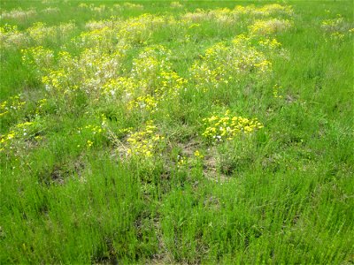 Frühlings-Greiskraut (Senecio vernalis) auf einer Ausgleichsfläche in den Horststückern im Landschaftsschutzgebiet „Hockenheimer Rheinbogen“