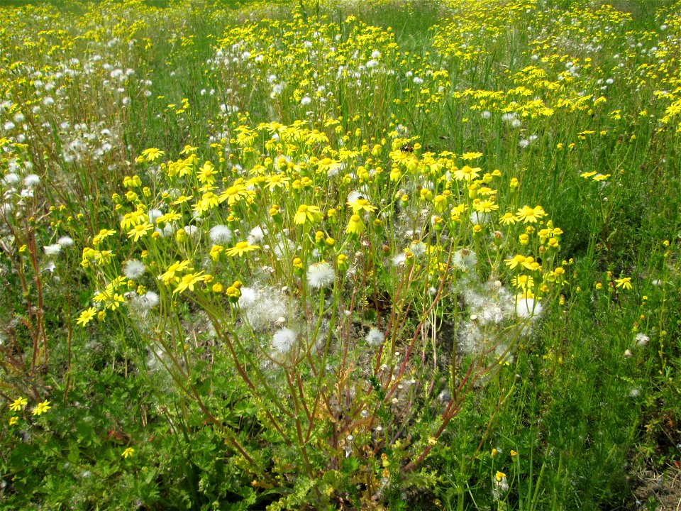 Frühlings-Greiskraut (Senecio vernalis) auf einer Ausgleichsfläche in den Horststückern im Landschaftsschutzgebiet „Hockenheimer Rheinbogen“