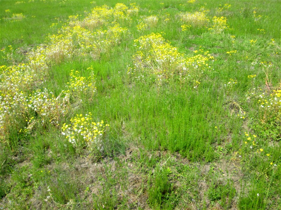 Frühlings-Greiskraut (Senecio vernalis) auf einer Ausgleichsfläche in den Horststückern im Landschaftsschutzgebiet „Hockenheimer Rheinbogen“