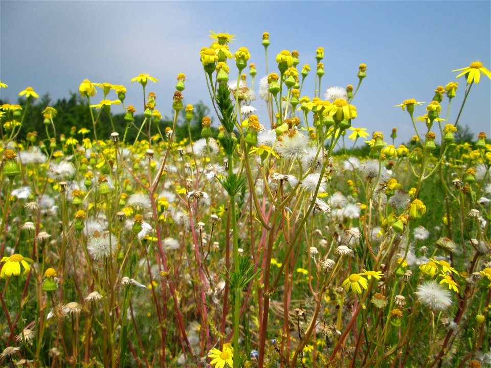 Frühlings-Greiskraut (Senecio vernalis) auf einer Ausgleichsfläche in den Horststückern im Landschaftsschutzgebiet „Hockenheimer Rheinbogen“