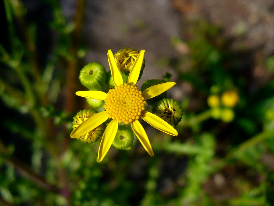 Senecio vernalis calathidium