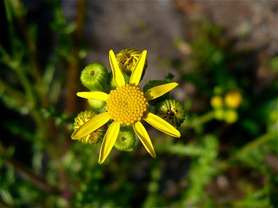Senecio vernalis calathidium