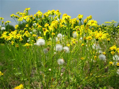 Frühlings-Greiskraut (Senecio vernalis) auf einer Ausgleichsfläche in den Horststückern im Landschaftsschutzgebiet „Hockenheimer Rheinbogen“