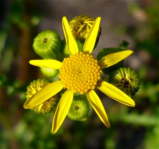 Senecio vernalis calathidium