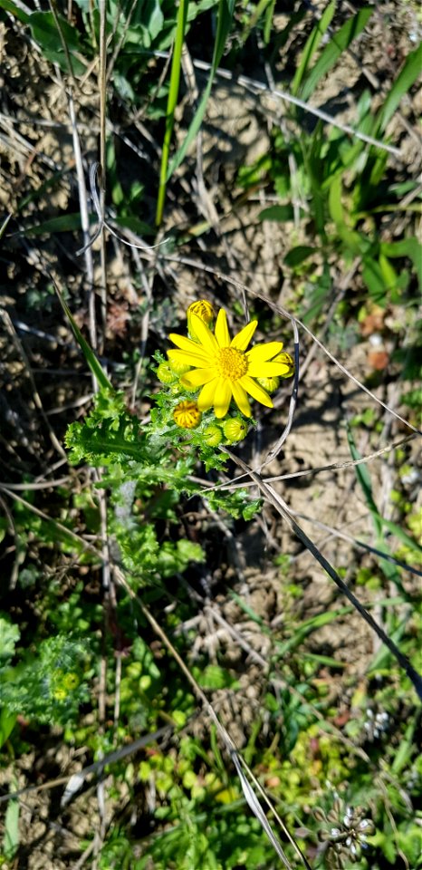 Senecio vernalis