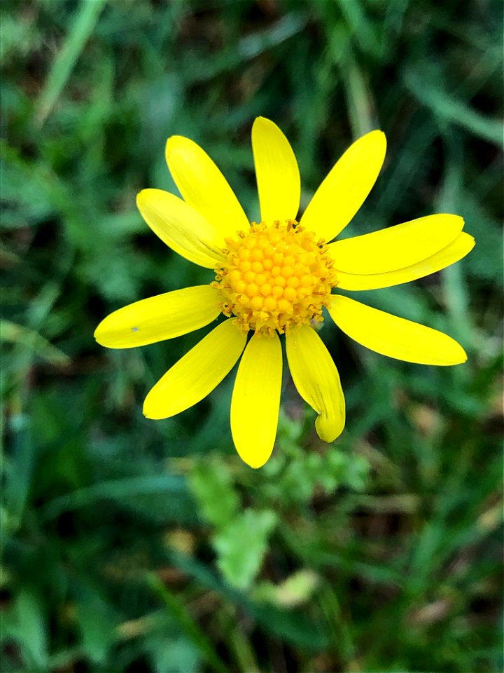 Senecio vernalis