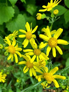 Senecio vernalis photo