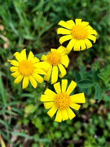 Senecio vernalis