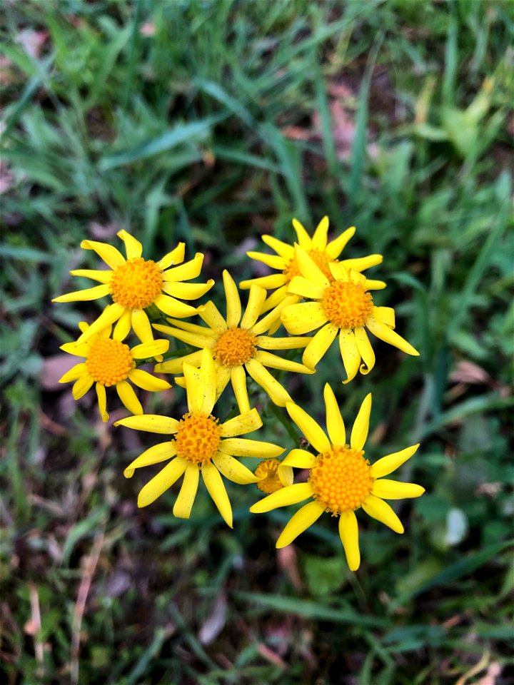 Senecio vernalis