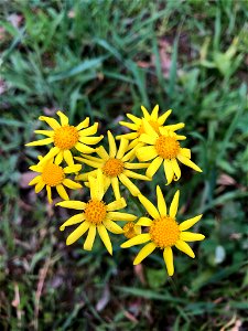Senecio vernalis