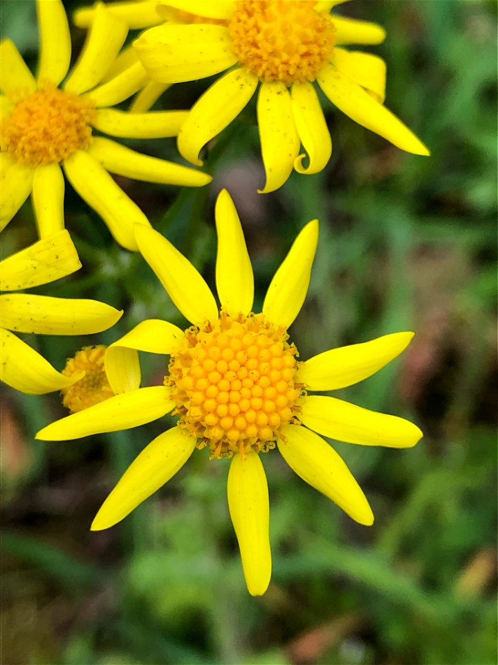 Senecio vernalis